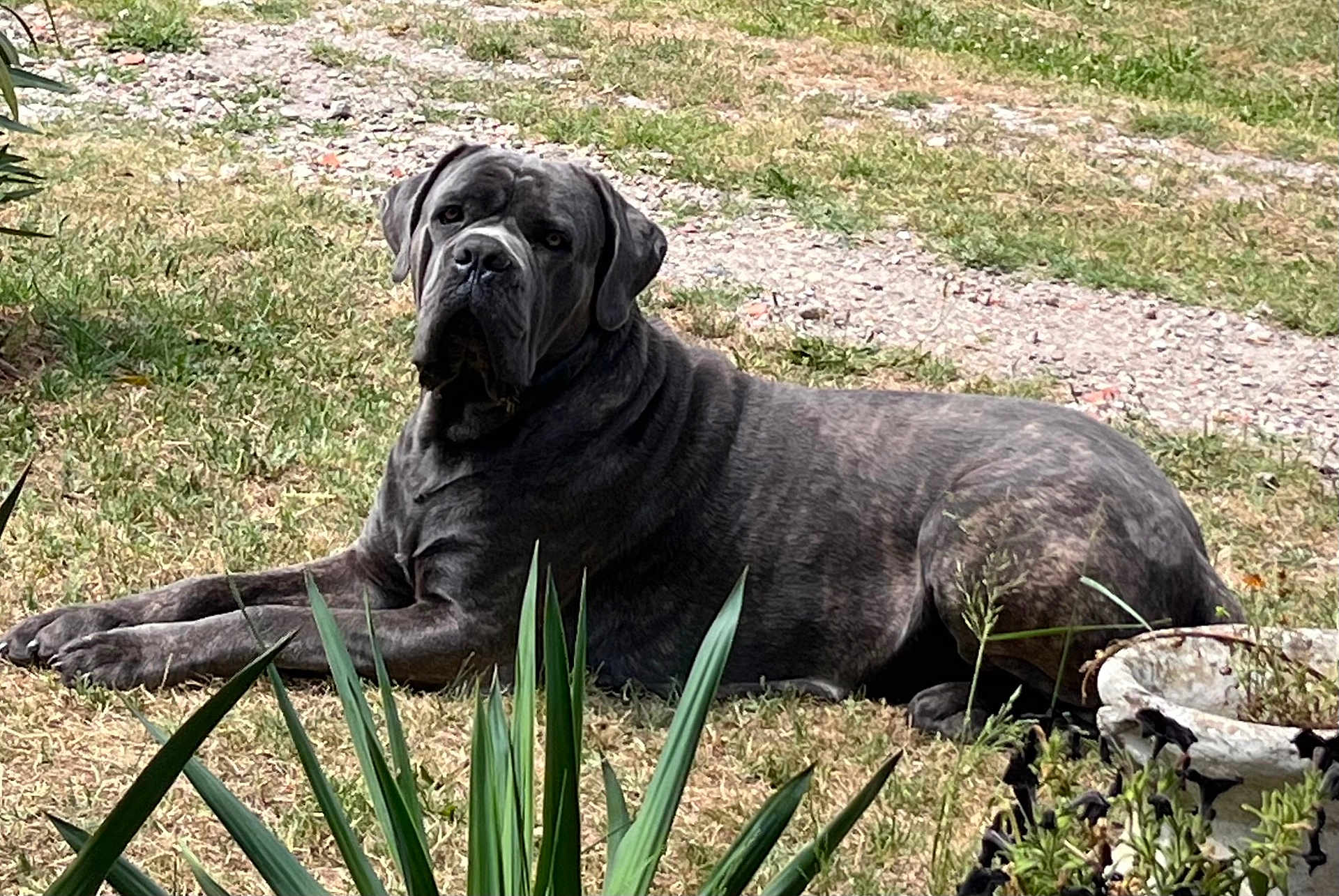 Uchacq participe au concours pour gagner de l'argent avec cette photo : dog, canine, brindle, outdoor, grass, plant, greenery, laying_down, pet, animal, nature, stone_planter, garden, calm, attentive, large_dog, mammal, fur, daylight, portrait