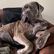 Uchacq a rejoint le concours — aidez-le/la à gagner de superbes lots ! dog, brindle, couch, indoor, pet, canine, resting, relaxed, fur, paw, blanket, furniture, animal, mammal, companion, home, portrait, large_dog, brown, comfortable
