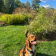 July is registered to the contest to win money with this photo: dog, brown_dog, pet, grass, garden, flowers, wildflowers, greenery, outdoor, sunny, blue_sky, clouds, nature, leash, happy, sitting, canine, summer, park, daylight