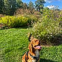 dog, brown_dog, pet, grass, garden, flowers, wildflowers, greenery, outdoor, sunny, blue_sky, clouds, nature, leash, happy, sitting, canine, summer, park, daylight
