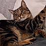 Caramelle a rejoint le concours — aidez-le/la à gagner de superbes lots ! cat, tabby, pet, animal, feline, indoor, resting, cozy, couch, pillow, striped, whiskers, fur, ears, paw, relaxed, cute, domestic, mammal, looking