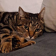 Caramelle a rejoint le concours — aidez-le/la à gagner de superbes lots ! cat, tabby, pet, feline, animal, resting, couch, indoor, whiskers, paw, fur, striped, closeup, relaxed, cute, cozy, domestic, mammal, green_eyes, lying_down