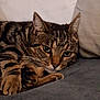 cat, tabby, pet, feline, animal, resting, couch, indoor, whiskers, paw, fur, striped, closeup, relaxed, cute, cozy, domestic, mammal, green_eyes, lying_down