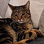 Caramelle participe au concours pour gagner de l'argent avec cette photo : cat, tabby, pet, animal, feline, indoor, couch, pillow, resting, fur, whiskers, ears, paw, striped, relaxed, domestic, cute, sleepy, cozy, companion