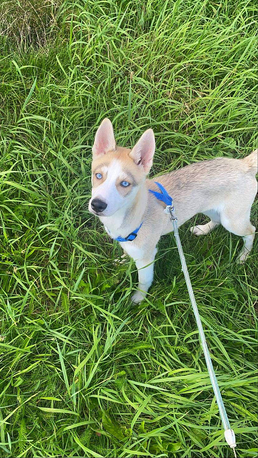 Indra participe au concours pour gagner de l'argent avec cette photo : canidae, carnivore, collar, companion_dog, dog, dog_breed, dog_collar, dog_supply, ear, fawn, grass, groundcover, plant, snout, sporting_group, tail, terrestrial_animal, terrestrial_plant, whiskers, working_animal