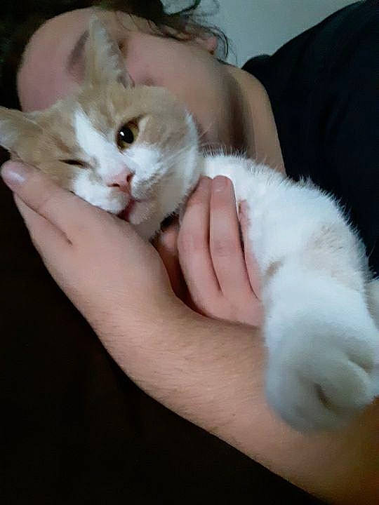 Behemoth joined the competition — help win amazing prizes! asian, burmilla, carnivore, cat, felidae, fur, hand, khao_manee, kitten, mammal, nail, nose, paw, persian, polydactyl_cat, skin, small_to_medium_sized_cats, turkish_angora, turkish_van, whiskers