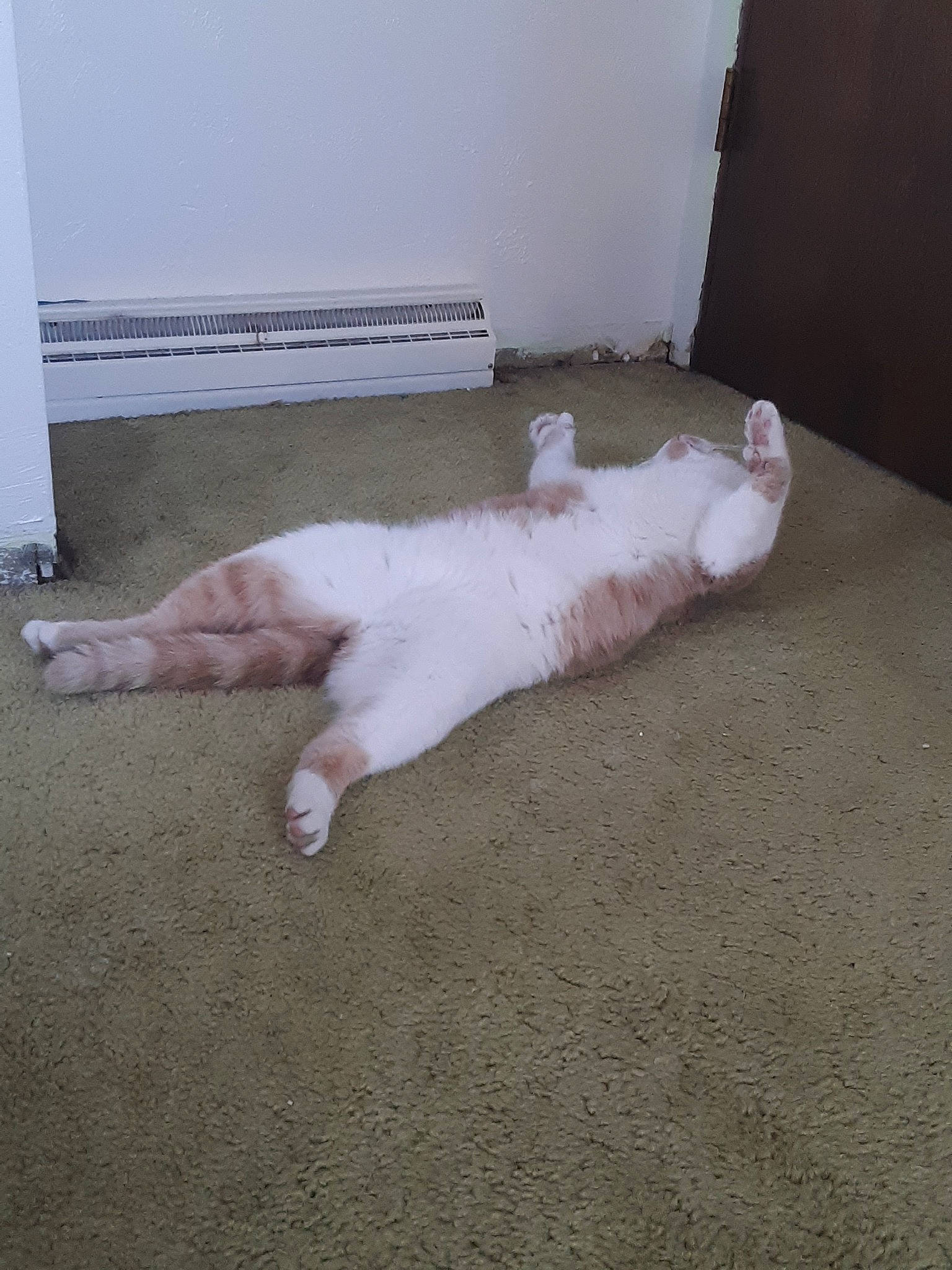 Behemoth is registered to the contest to win money with this photo: canidae, carnivore, cat, dog_breed, fawn, felidae, floor, flooring, leg, paw, small_to_medium_sized_cats, tail