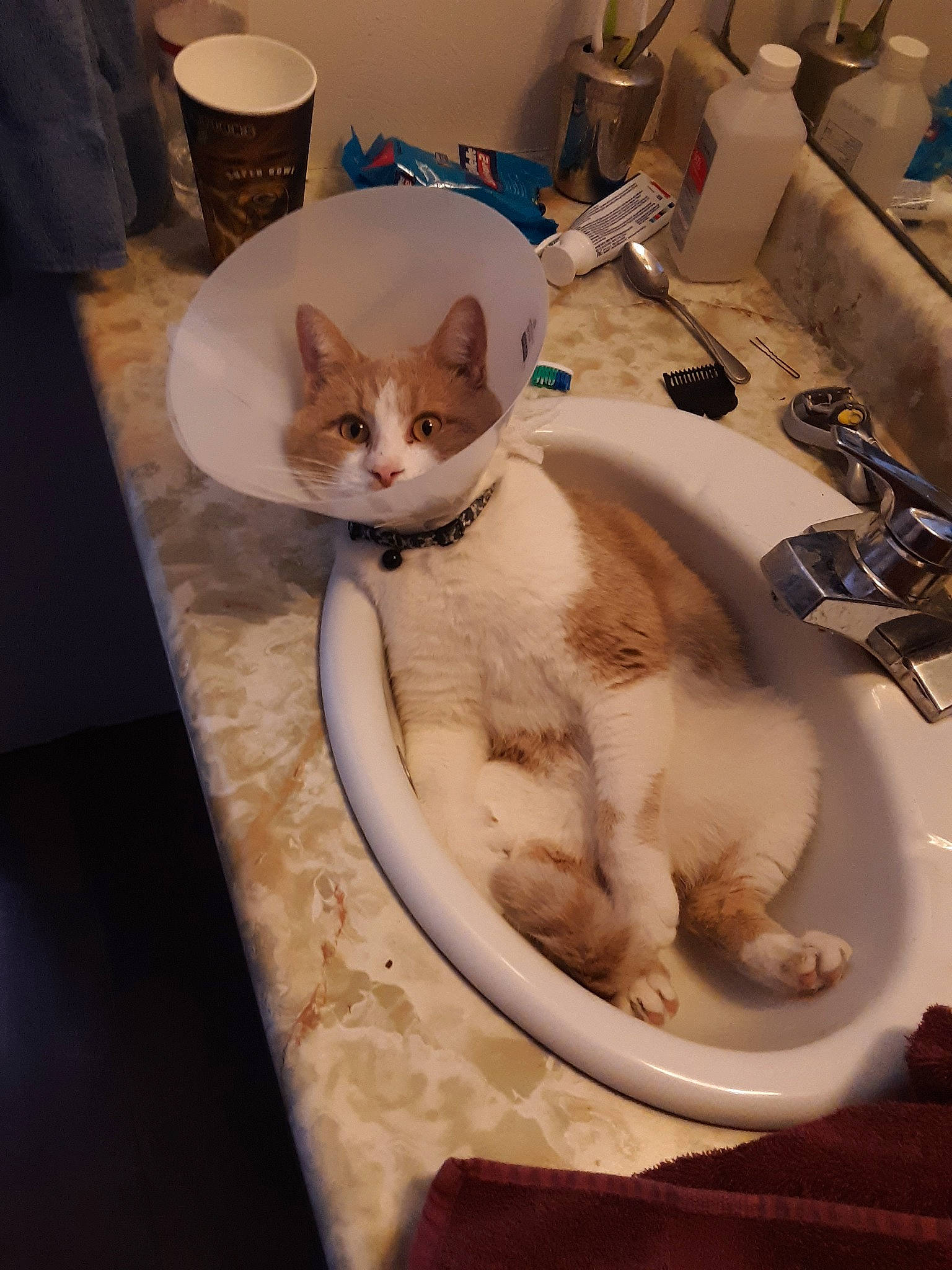 Behemoth joined the competition — help win amazing prizes! aegean_cat, asian, burmilla, carnivore, cat, domestic_short_haired_cat, european_shorthair, fawn, felidae, german_rex, kitten, ojos_azules, singapura, sink, small_to_medium_sized_cats, tail, turkish_van, whiskers