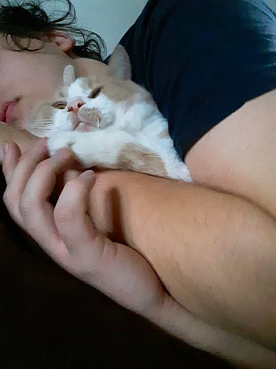 Behemoth joined the competition — help win amazing prizes! asian, burmilla, carnivore, cat, ear, felidae, fur, gesture, hand, kitten, leg, nail, nose, paw, polydactyl_cat, ragdoll, small_to_medium_sized_cats, turkish_angora, turkish_van, whiskers