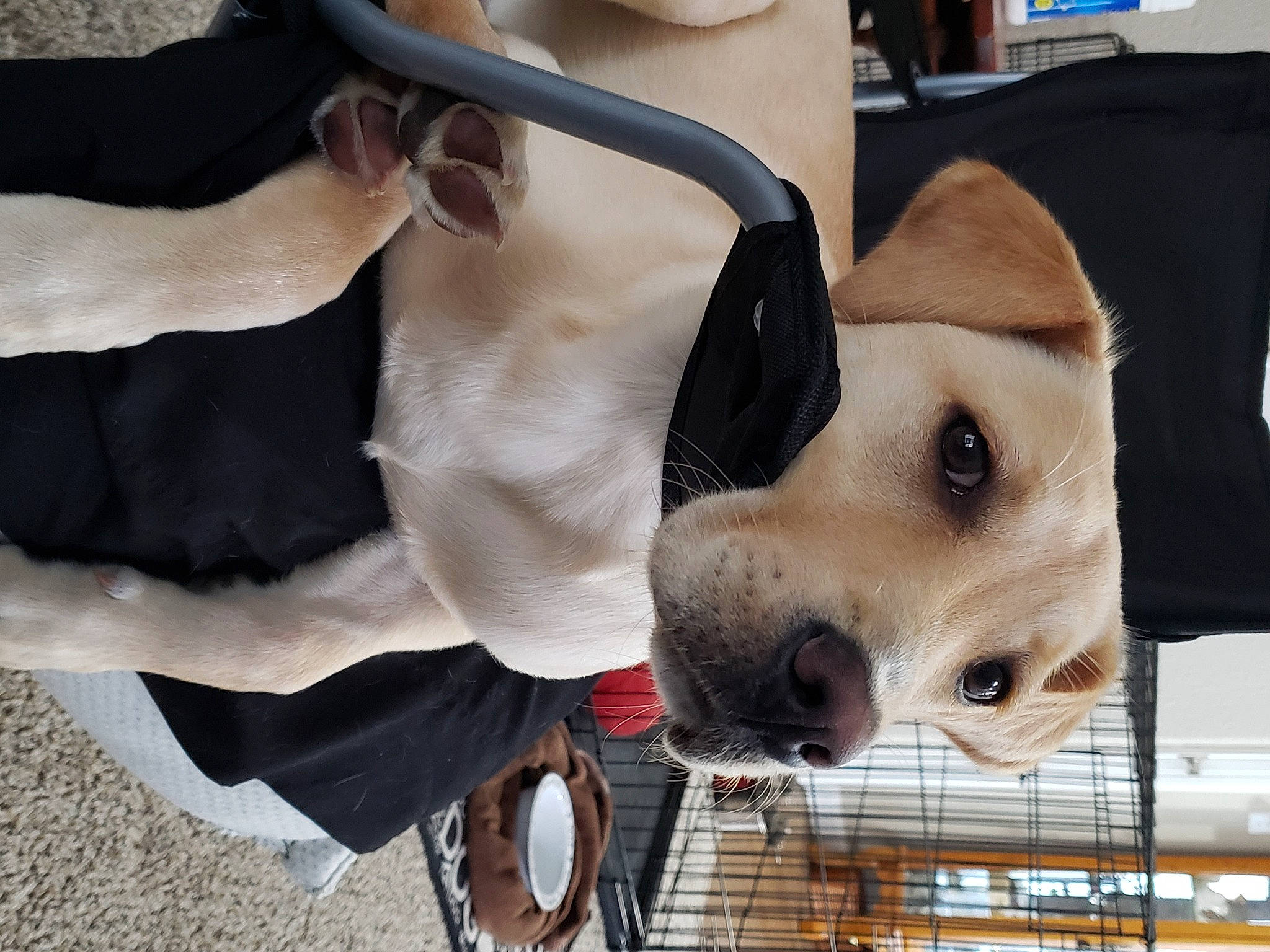 Charlee joined the competition — help win amazing prizes! animal_shelter, bag, cage, canidae, carnivore, collar, companion_dog, dog, dog_breed, dog_supply, fawn, fur, non_sporting_group, pet_supply, service, snout, sporting_group, toy_dog, whiskers, working_animal