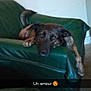 Héla a rejoint le concours — aidez-le/la à gagner de superbes lots ! animal, architecture, ball, building, canine, chair, couch, cushion, dog, furniture, homedecor, hound, indoors, livingroom, pet, puppy, room, sport, tennis, tennisball