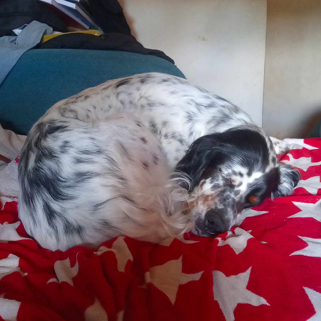 Sia a rejoint le concours — aidez-le/la à gagner de superbes lots ! animal, bed, bedroom, blanket, canine, cockerspaniel, couch, cushion, dalmatian, dog, furniture, homedecor, hound, indoors, person, pet, pointer, puppy, room, sleeping