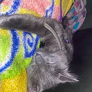 Opie joined the competition — help win amazing prizes! cat, kitten, sleeping, gray_cat, blanket, colorful_blanket, fuzzy, cozy, indoor, pet, fur, resting, cute, animal, domestic_cat, snuggled, relaxed, soft, peaceful, closeup