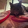 Opie is registered to the contest to win money with this photo: cat, gray_cat, blanket, tent, indoor, pet, fur, whiskers, curious, animal, feline, cozy, resting, closeup, eyes, cute, soft, paws, laying, leash
