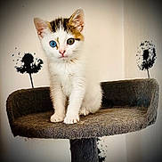 Alia participe au concours pour gagner de l'argent avec cette photo : animal, blue_eye, cat, cat_tree, curious, cute, dandelion, decor, ears, feline, fur, green_eye, heterochromia, indoor, kitten, pet, portrait, wall_art, whiskers, young