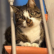 Aslan a rejoint le concours — aidez-le/la à gagner de superbes lots ! cat, tabby, pet, animal, curious, green_eyes, whiskers, paws, indoor, metal_bars, terracotta, ledges, feline, cute, close_up, portrait, domestic_cat, fur, face, ears