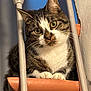 cat, tabby, pet, animal, curious, green_eyes, whiskers, paws, indoor, metal_bars, terracotta, ledges, feline, cute, close_up, portrait, domestic_cat, fur, face, ears