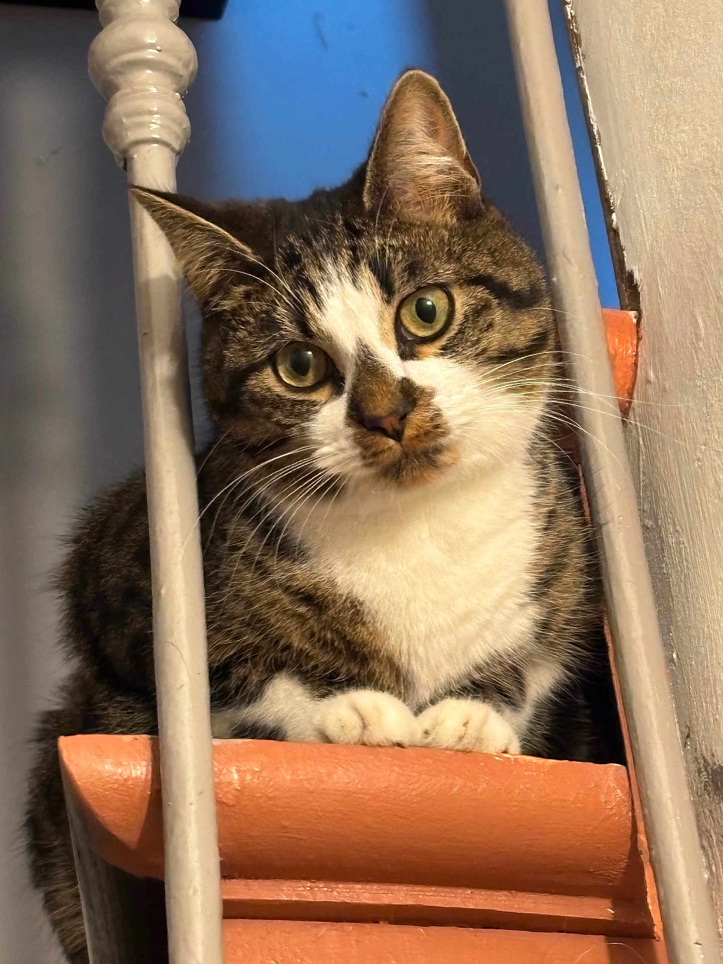 Aslan a rejoint le concours — aidez-le/la à gagner de superbes lots ! cat, tabby, pet, animal, curious, green_eyes, whiskers, paws, indoor, metal_bars, terracotta, ledges, feline, cute, close_up, portrait, domestic_cat, fur, face, ears