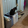 animal, black_cat, carpet, cat, clothing, domestic_scene, door, funny, furniture, hallway, harness, home, household, indoor, laundry_basket, pet, room, scratching_post, side_profile, sitting