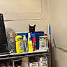 Pany joined the competition — help win amazing prizes! animal, black_cat, cat, cleaning_supplies, detergent, disinfectant, ears, eyes, face, funny, gloves, indoor, mop, paper_cups, portrait, shelf, spray_bottle, storage, utility_room, warehouse
