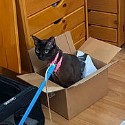 Pany joined the competition — help win amazing prizes! animal, black_cat, blue_leash, cardboard_box, cat, drawers, floor, funny, green_eyes, home, indoor, moving, open_box, packing, pet, pink_harness, portrait, sitting, suitcase, wooden_furniture