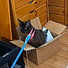animal, black_cat, blue_leash, cardboard_box, cat, drawers, floor, funny, green_eyes, home, indoor, moving, open_box, packing, pet, pink_harness, portrait, sitting, suitcase, wooden_furniture