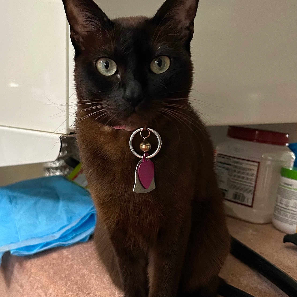 Pany is registered to the contest to win money with this photo: cat, brown_cat, pet, collar, tag, green_eyes, kitchen, counter, container, cloth, domestic, indoor, feline, sitting, looking, animal, whiskers, ears, fur, curious