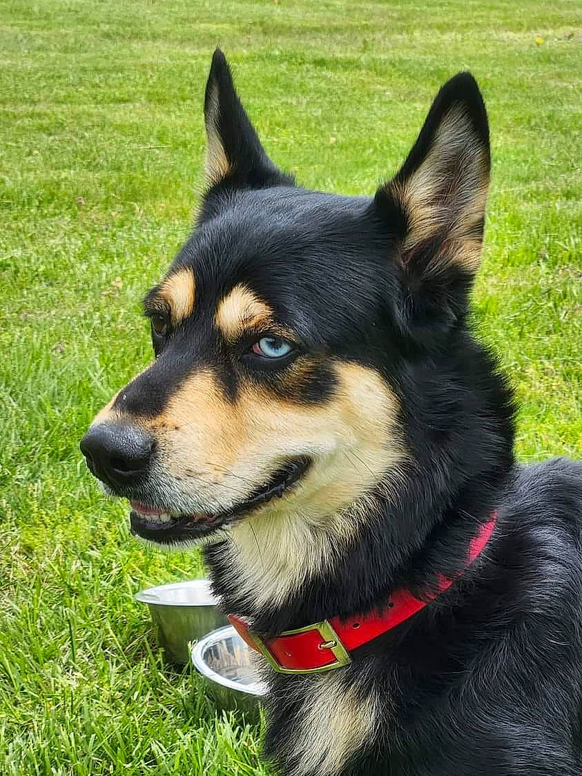 Hercules is registered to the contest to win money with this photo: ancient_dog_breeds, canidae, carnivore, collar, companion_dog, dog, dog_breed, dog_collar, fur, grass, herding_dog, leash, pet_supply, snout, sporting_group, terrestrial_animal, whiskers, working_animal, working_dog