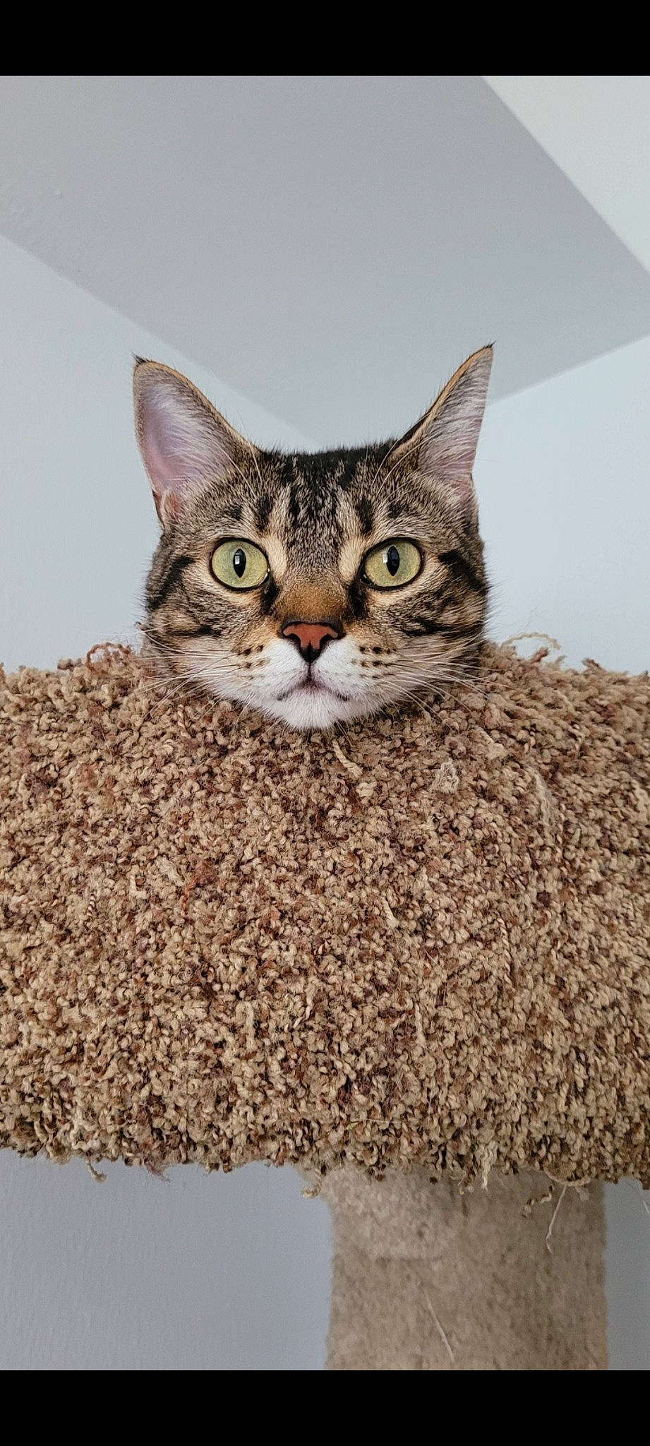 Kat is registered to the contest to win money with this photo: carnivore, cat, felidae, fur, small_to_medium_sized_cats, snout, terrestrial_animal, whiskers