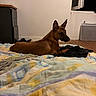 Désirée a rejoint le concours — aidez-le/la à gagner de superbes lots ! bed, blanket, brown_dog, cabinet, casual, clothing, cozy, dog, ears_up, floor, furniture, home, indoor, looking_away, open_window, pet, quiet, resting, window, wooden_floor