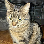 Chichi a rejoint le concours — aidez-le/la à gagner de superbes lots ! cat, tabby_cat, pet, animal, feline, striped_fur, indoor, wooden_floor, close_up, yellow_eyes, whiskers, ears, fur, sitting, looking_down, cage, background, domestic_cat, mammal, cute