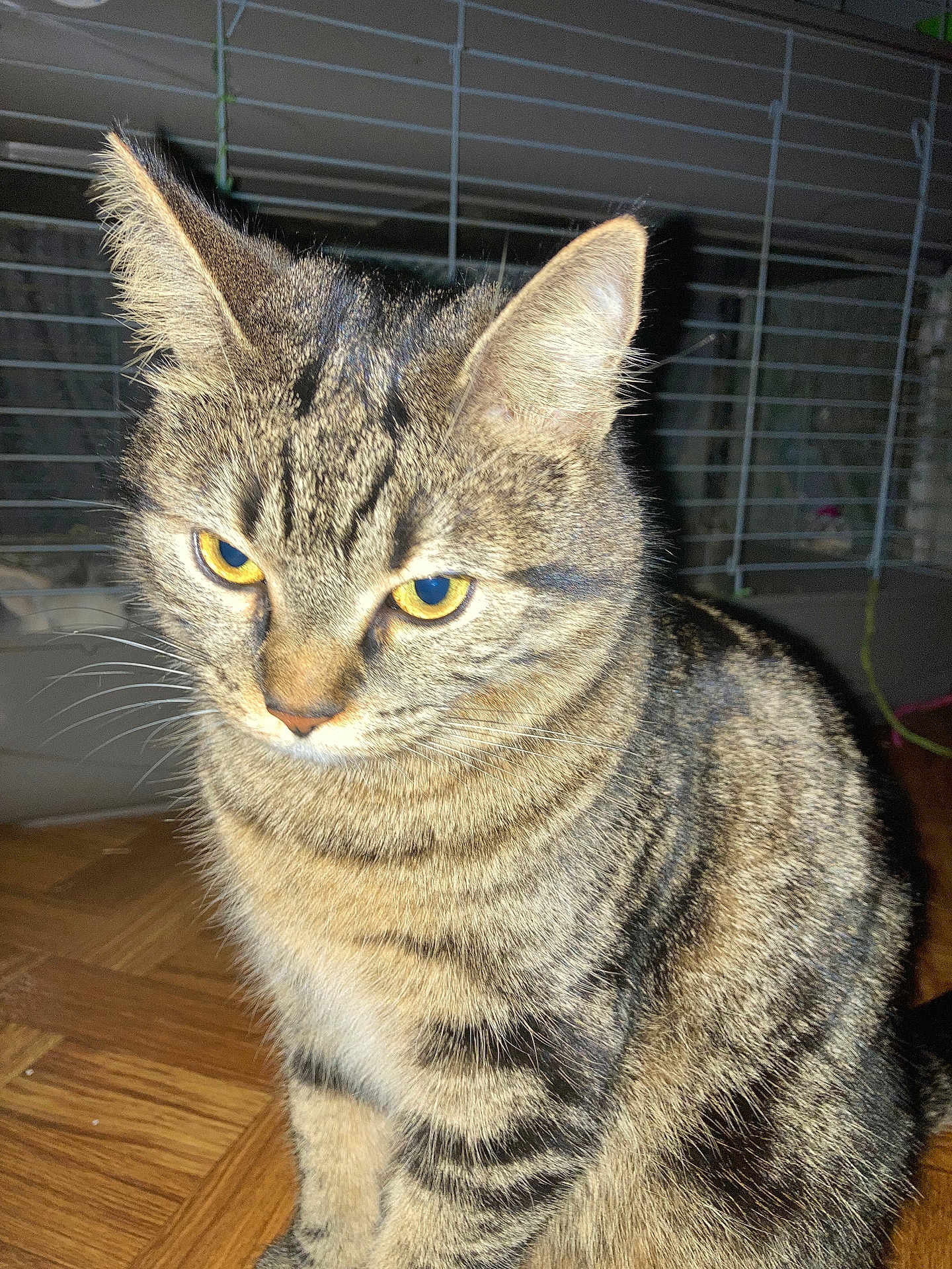 Chichi a rejoint le concours — aidez-le/la à gagner de superbes lots ! cat, tabby_cat, pet, animal, feline, striped_fur, indoor, wooden_floor, close_up, yellow_eyes, whiskers, ears, fur, sitting, looking_down, cage, background, domestic_cat, mammal, cute