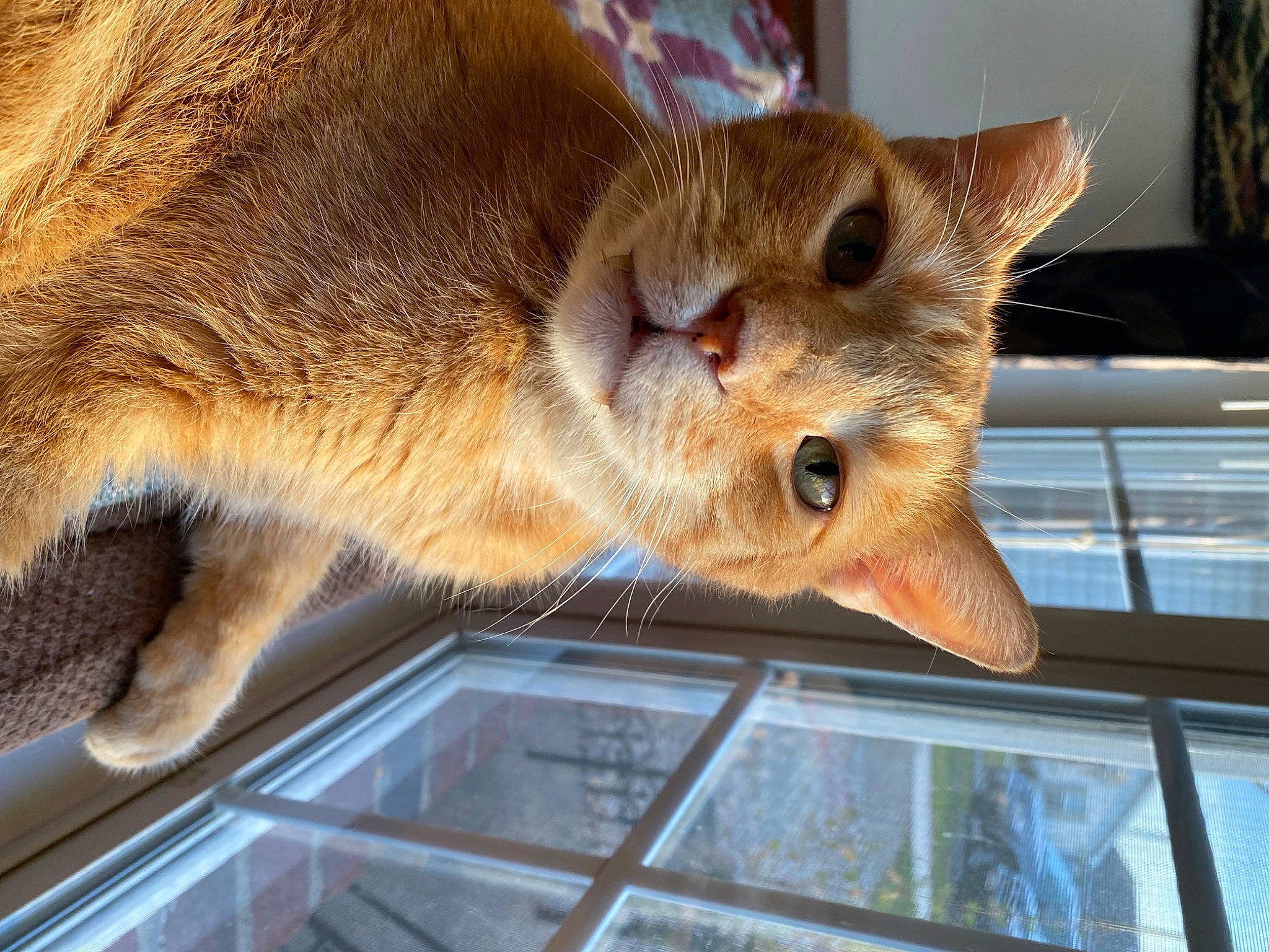 Simba is registered to the contest to win money with this photo: canidae, carnivore, cat, cat_supply, claw, domestic_short_haired_cat, fawn, felidae, fur, paw, small_to_medium_sized_cats, snout, tail, terrestrial_animal, whiskers, wildlife, window, wood