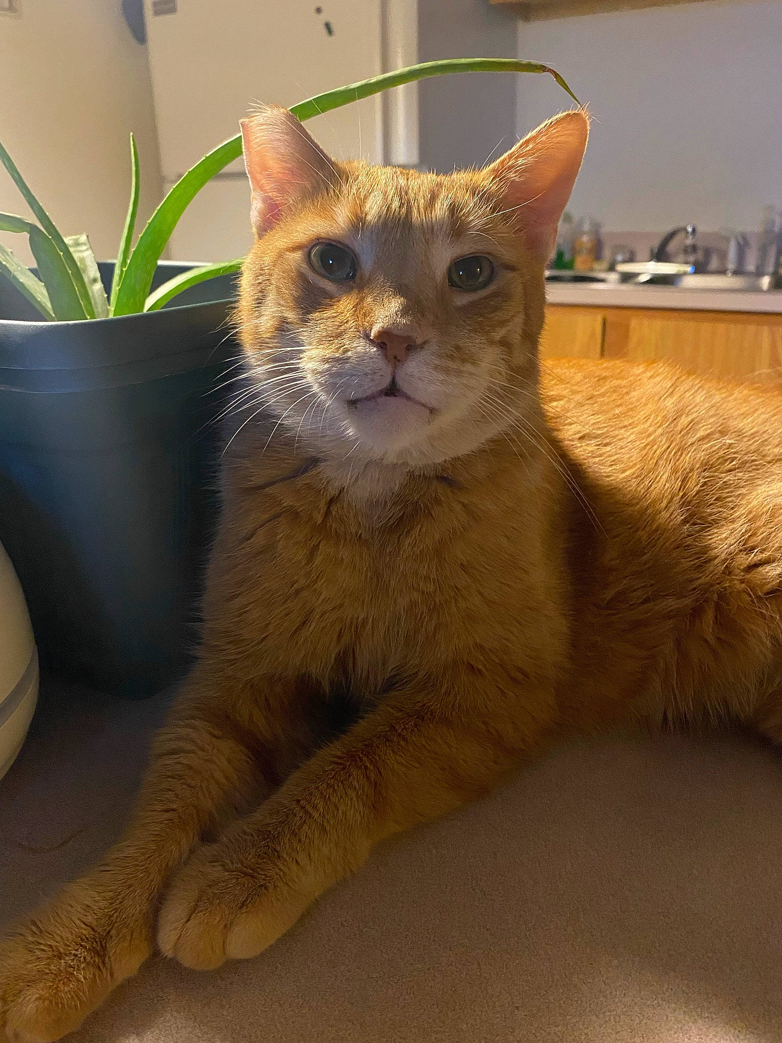 Simba joined the competition — help win amazing prizes! carnivore, cat, cat_supply, claw, comfort, domestic_short_haired_cat, fawn, felidae, flowerpot, fur, houseplant, paw, pet_supply, plant, small_to_medium_sized_cats, snout, tail, terrestrial_animal, whiskers, window