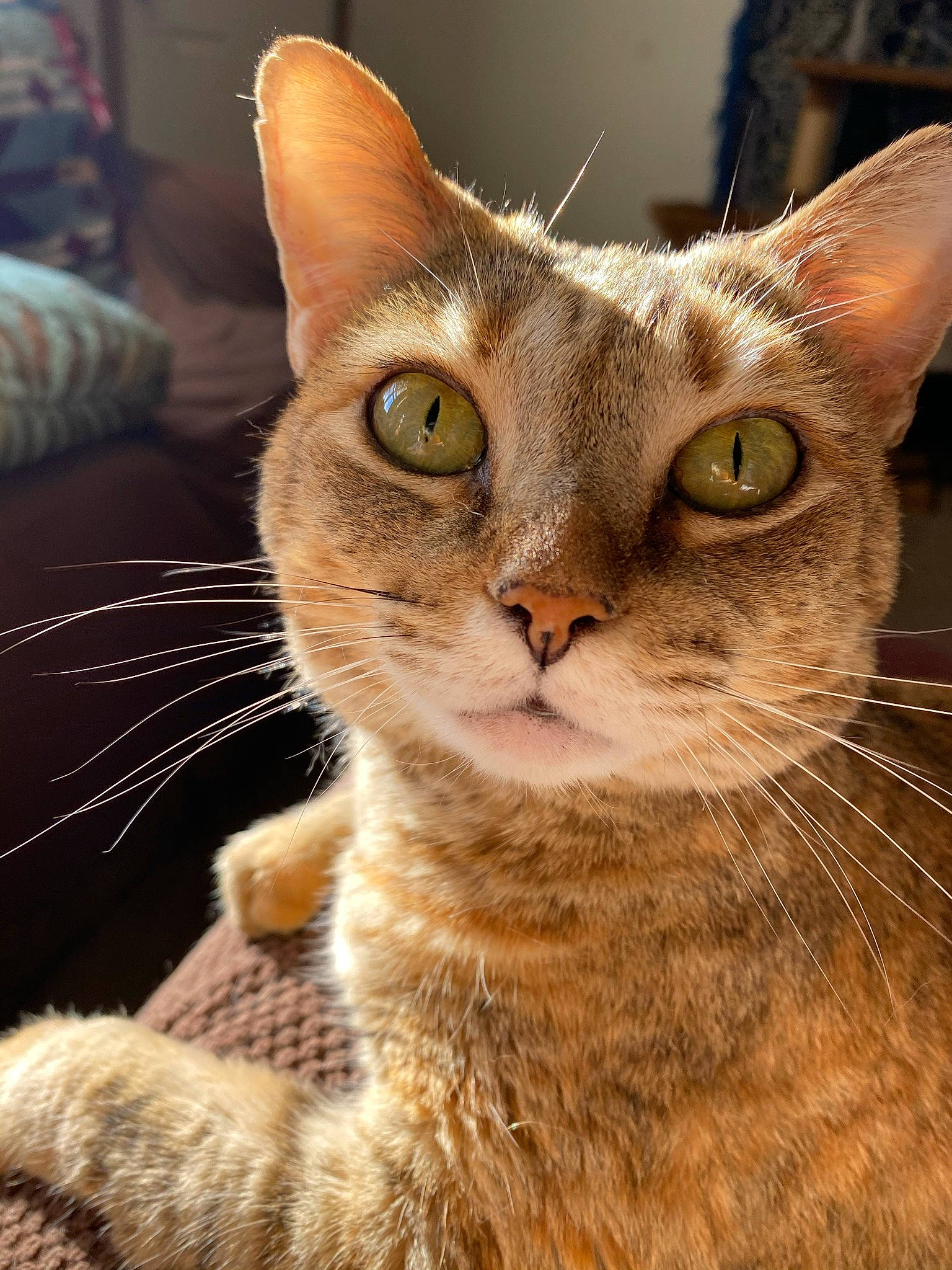 Lovey joined the competition — help win amazing prizes! carnivore, cat, claw, close_up, couch, domestic_short_haired_cat, ear, felidae, fur, paw, small_to_medium_sized_cats, snout, terrestrial_animal, tree, whiskers, wildlife