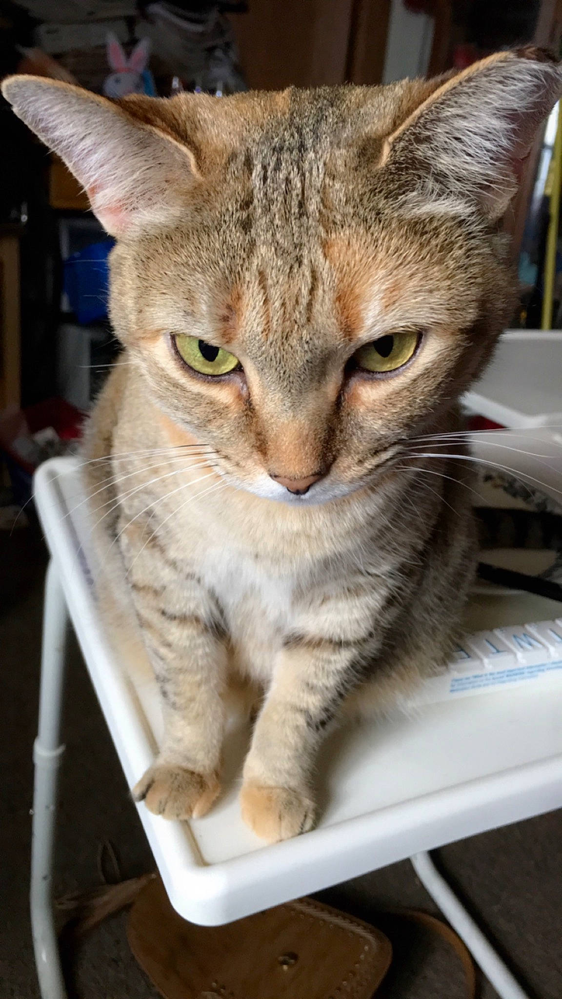 Lovey is registered to the contest to win money with this photo: carnivore, cat, claw, domestic_short_haired_cat, felidae, fur, paw, small_to_medium_sized_cats, snout, tail, terrestrial_animal, whiskers, wildlife, window