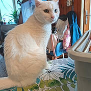 Blanca participe au concours pour gagner de l'argent avec cette photo : cat, white_cat, pet, indoor, sitting, floral_tablecloth, floral_pattern, cushion, window, houseplant, television, coat, backpack, wooden_paneling, door, whiskers, fur, gaze, home_interior, table