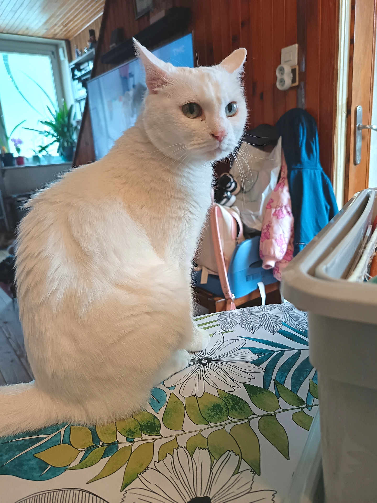 Blanca participe au concours pour gagner de l'argent avec cette photo : cat, white_cat, pet, indoor, sitting, floral_tablecloth, floral_pattern, cushion, window, houseplant, television, coat, backpack, wooden_paneling, door, whiskers, fur, gaze, home_interior, table