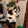 cat, feline, pet, long_hair, black_and_white, sitting, table, vase, flowers, bouquet, calendar, wall, collar, bell, tail, bowl, tray, indoor, furniture, wood_cabinet