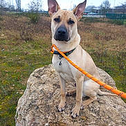 Asko a rejoint le concours — aidez-le/la à gagner de superbes lots ! dog, dog_sitting, leash, orange_leash, rock, grass, field, outdoors, collar, short_fur, pointy_ears, alert, portrait, paws, muzzle, nature, overcast, urban_background, fence, single_animal