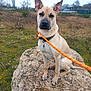 dog, dog_sitting, leash, orange_leash, rock, grass, field, outdoors, collar, short_fur, pointy_ears, alert, portrait, paws, muzzle, nature, overcast, urban_background, fence, single_animal