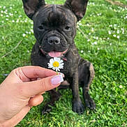 Ice a rejoint le concours — aidez-le/la à gagner de superbes lots ! close_up, collar, cute, daisy, dog, ears, flower, french_bulldog, grass, greenery, hand, happy, lawn, nail_manicure, outdoor, pet, portrait, puppy, sitting, tongue