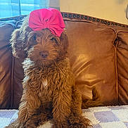 Bella is registered to the contest to win money with this photo: animal, blanket, bow, brown, couch, cozy, curtain, cute, dog, fluffy, fur, furniture, headwear, indoor, pet, portrait, relaxed, sitting, towel, window