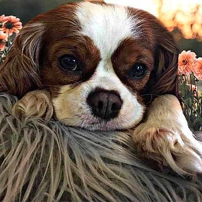 Stella