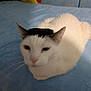 cat, white_cat, pet, animal, indoors, plush_toy, pikachu, blue_blanket, fur, whiskers, cute, resting, soft, cozy, stuffed_animal, background, feline, ears, closeup, blurred