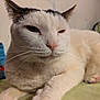 Luna is registered to the contest to win money with this photo: cat, white_cat, black_markings, close_up, pet, feline, whiskers, paw, resting, indoor, animal, cute, fur, face, ear, nose, sleepy, relaxed, domestic_animal, portrait