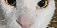 Luna joined the competition — help win amazing prizes! animal, cat, close_up, curious, cute, domestic_cat, expression, face, feline, fur, indoor, mouth, nose, pet, portrait, tabby, teeth, whiskers, white_fur, yellow_eyes