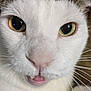 Luna joined the competition — help win amazing prizes! cat, close_up, face, yellow_eyes, whiskers, fur, pet, animal, cute, feline, mouth, teeth, nose, indoor, curious, expression, portrait, domestic_cat, white_fur, tabby