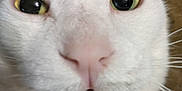 Luna joined the competition — help win amazing prizes! cat, close_up, white_cat, mouth_open, teeth, whiskers, face, eyes, surprised, pet, animal, fur, indoor, expression, cute, portrait, mammal, funny, domestic, feline