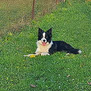 Oscar participe au concours pour gagner de l'argent avec cette photo : dog, black_and_white, grass, outdoor, pet, border_collie, tongue_out, ball, fence, greenery, sunlight, happy, animal, nature, playful, grass_field, summer, canine, resting, daytime
